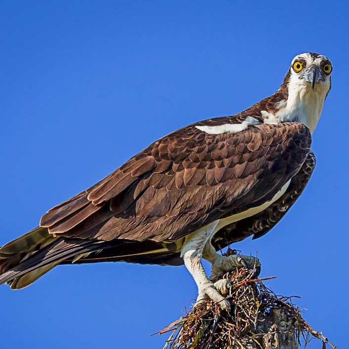 An Osprey from Wildlife - Photo ART