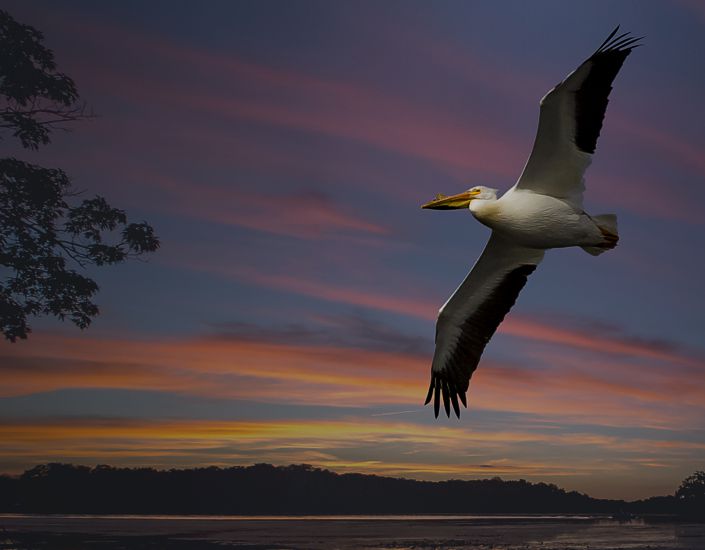 Pelican at Sunset