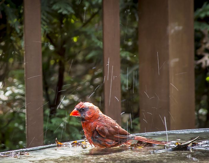 Wet Cardinal